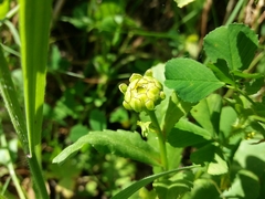 Coleostephus myconis