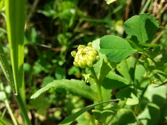 Coleostephus myconis