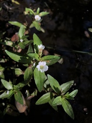 Gratiola virginiana