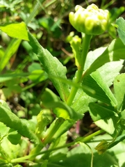 Coleostephus myconis