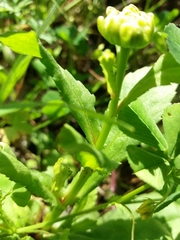 Coleostephus myconis