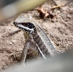 Leiocephalus cubensis