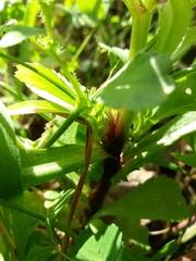 Coleostephus myconis