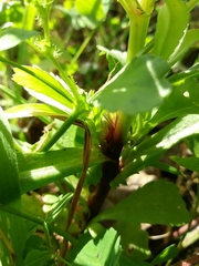 Coleostephus myconis