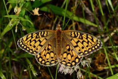 Speyeria callippe harmonia