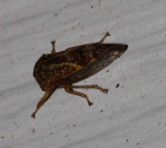 Ophiderma
