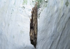 Colobura dirce