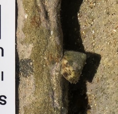 Bembicium