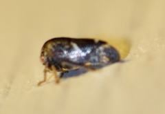 Ophiderma