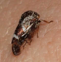 Ophiderma