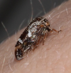 Ophiderma