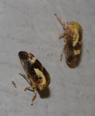 Ophiderma