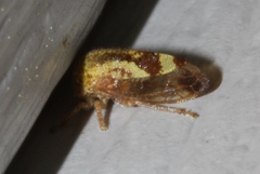 Ophiderma