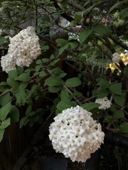 Viburnum carlcephalum
