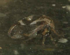 Ophiderma