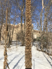 Verbascum thapsus