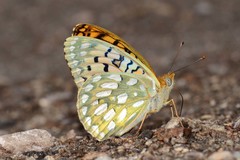 Speyeria callippe harmonia