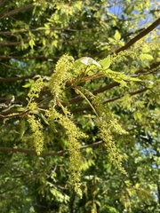 Acer cissifolium