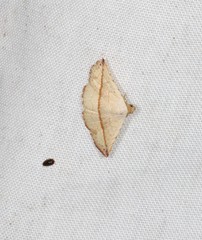 Eublemma perversicolor