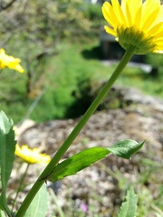 Coleostephus myconis