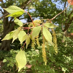 Acer cissifolium