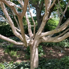 Acer cissifolium