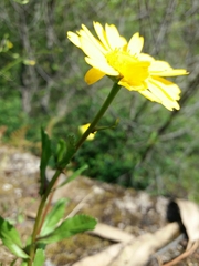 Coleostephus myconis