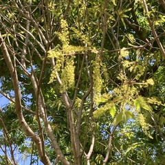 Acer cissifolium