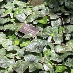 Acer cissifolium