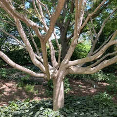 Acer cissifolium