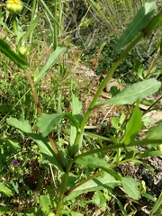 Coleostephus myconis