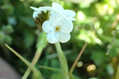 Plagiobothrys tenellus