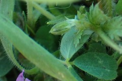 Plagiobothrys tenellus