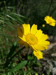 Coleostephus myconis