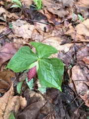 Trillium erectum