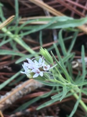 Stevia multiaristata