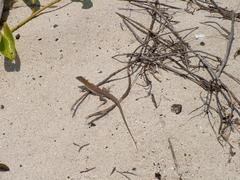 Aspidoscelis maslini