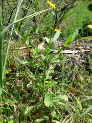 Coleostephus myconis