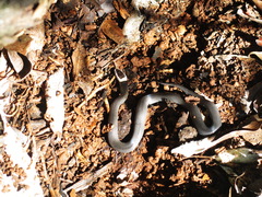 Cacophis harriettae