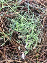 Stevia multiaristata