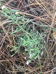 Stevia multiaristata