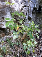 Pseudopanax macintyrei