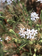 Stevia multiaristata
