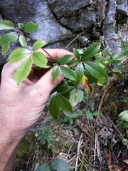 Pseudopanax macintyrei