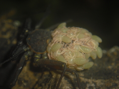 Phrynus whitei