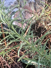 Stevia multiaristata