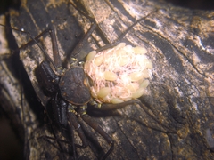 Phrynus whitei