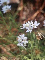 Stevia multiaristata