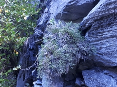 Helichrysum intermedium