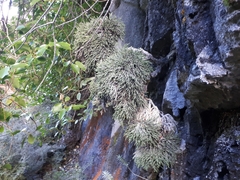 Helichrysum intermedium